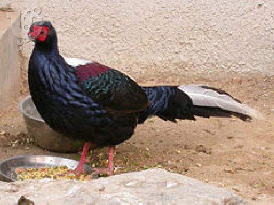 PoulaTo: φασιανοι